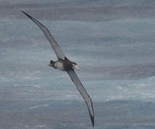 Wandering albatross juvenil. Drakes Passage February 2022. 